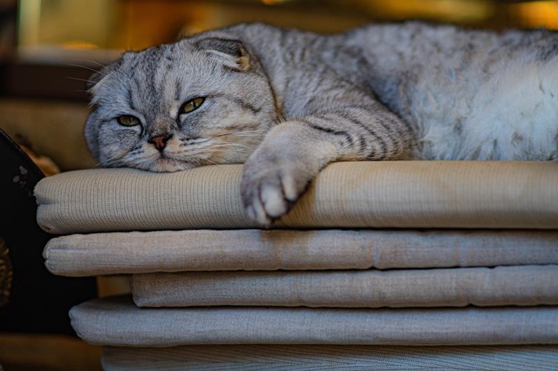 gato com preguiça e deitado no sofá