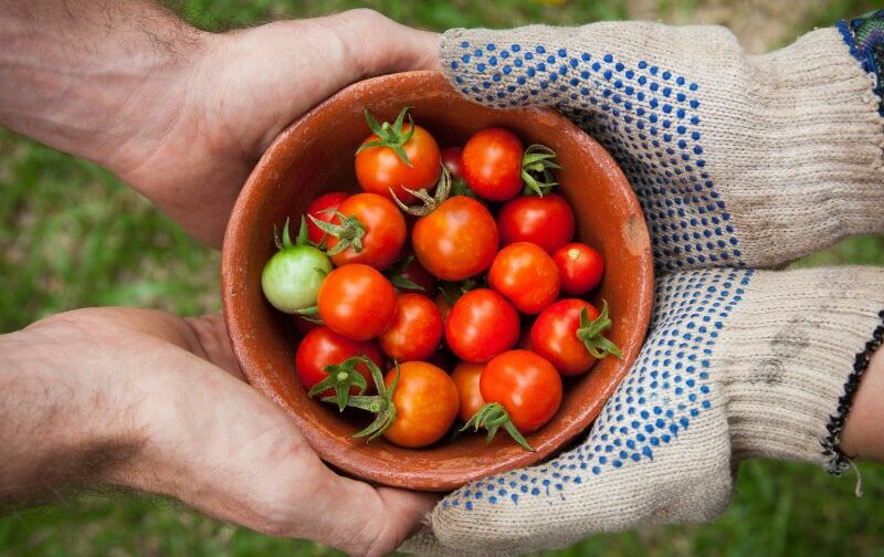 Imagem mostra duas pessoas segurando um bowl com tomates cerejas.